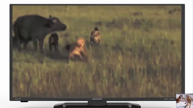 Prey Fights back-Brave Mothers save their babies from WildAnimal attacks| Mother's Love|Attacks fai смотреть онлайн