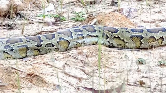 Walk to meet snakes in a very large field смотреть онлайн