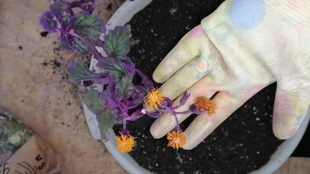Мои комнатные цветы в октябре.ГИНУРА.КОЛЕРИЯ.Пересадка,уход. смотреть онлайн