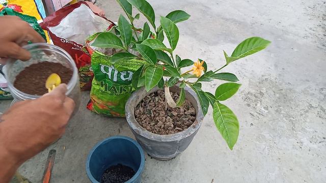 Golden गंधराज की बरसात में कैसे केयर करें 🌻🌻🌻🌻🌻⛈️🌧️ смотреть онлайн