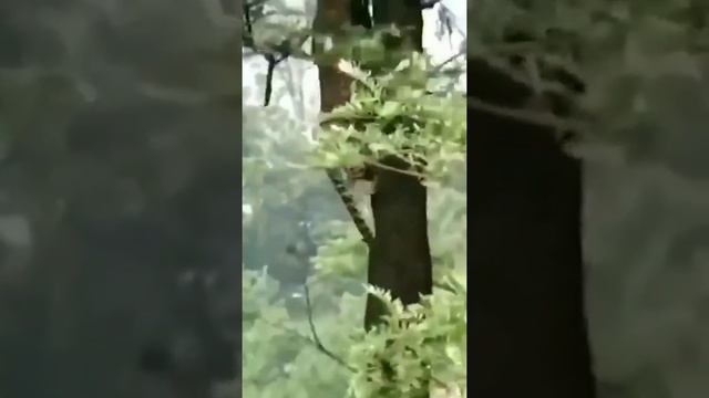 гепард ловко прыгает по деревьям ? смотреть онлайн