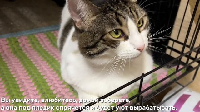 РУКАВИЧКА смотреть онлайн