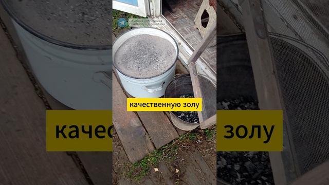 ОДИН СЕКРЕТНЫЙ ИНГРЕДИЕНТ для правильного зольного раствора #зольныйраствор #огород #урожай #сад смотреть онлайн