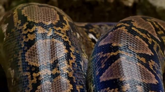INACREDITÁVEL - ESSA COBRA ENGOLIU UMA PESSOA смотреть онлайн