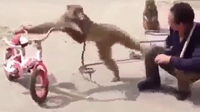 Наглая обезьяна ))) смотреть онлайн