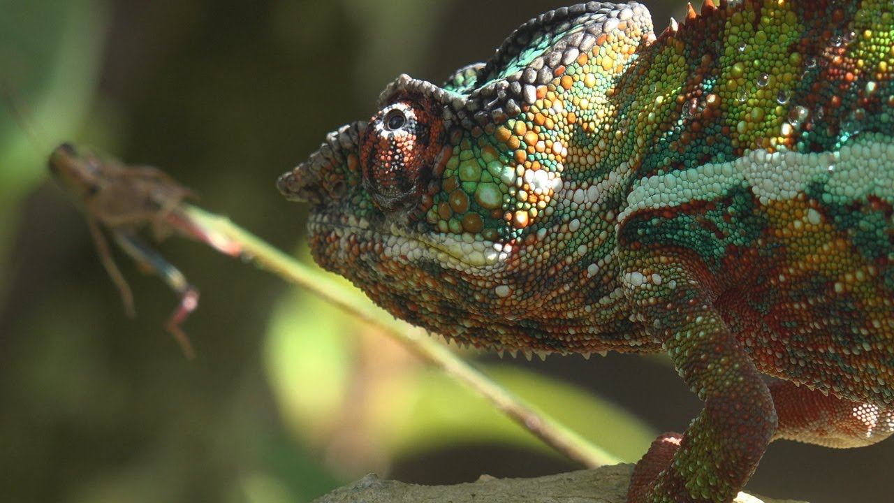 Madagascar 1, Мадагаскар 1