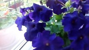 Петуния « Альдерман « июнь 2021