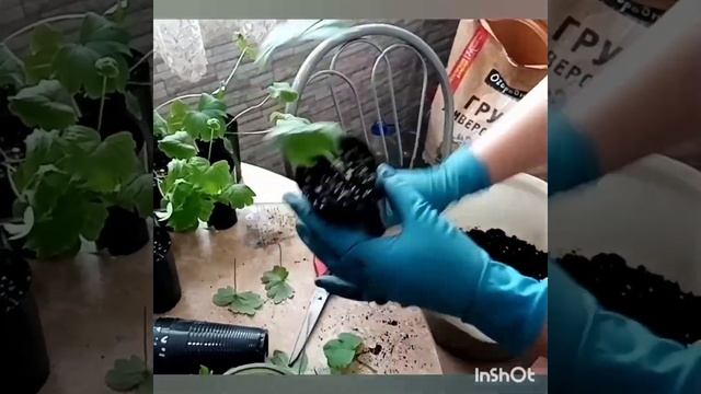 Перевалка дельфиниумов в 400мл. смотреть онлайн