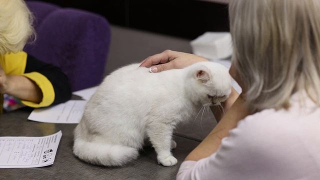 Выставка кошек в Томске | Cats смотреть онлайн