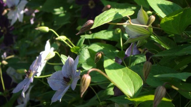 Клематисы. Все об обрезке. Вторая серия