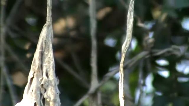 Sony DCR - SX44 - Testes Pt.1 (Telemacro) смотреть онлайн