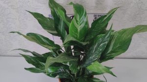 Спатифиллум даймонд вариегатный / Spathiphyllum Diamond. Мы в Вконтакте: https://vk.com/cvetyvmeste