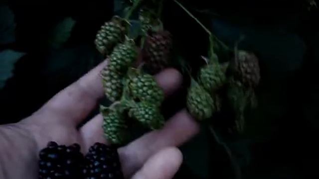 Домашние хлопоты. Ежевика КИОВА самая крупная,самая ранняя,самая сладкая смотреть онлайн