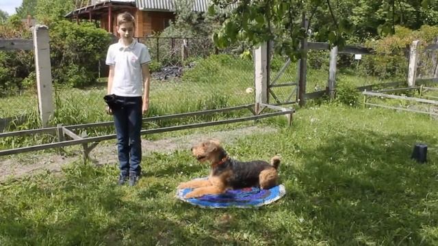 Полоса препятствий для собаки Мой пёс Дар. Идём на прогулку. смотреть онлайн