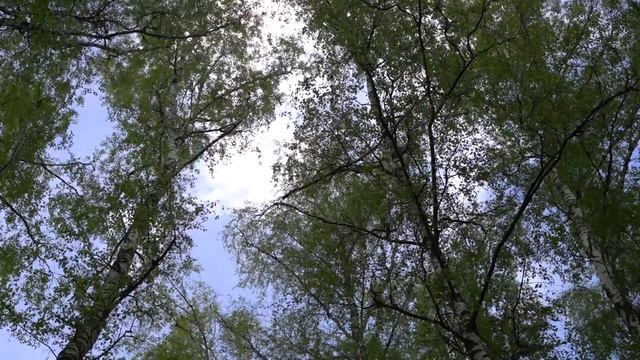 ЗВУКИ ЛЕСА, ШЕЛЕСТ ЛИСТЬЕВ БЕРЕЗЫ, ПЕНИЕ ПТИЦ, ВДАЛИ ЗВУК САМОЛЕТОВ. РЕЛАКС ДЛЯ СНА . #RELAX #fores смотреть онлайн