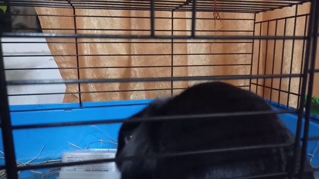 Славный, потешный кроль Роджер. смотреть онлайн