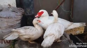 Зимнее содержание индоуток. Индоутки начали откладывать яйца в феврале.