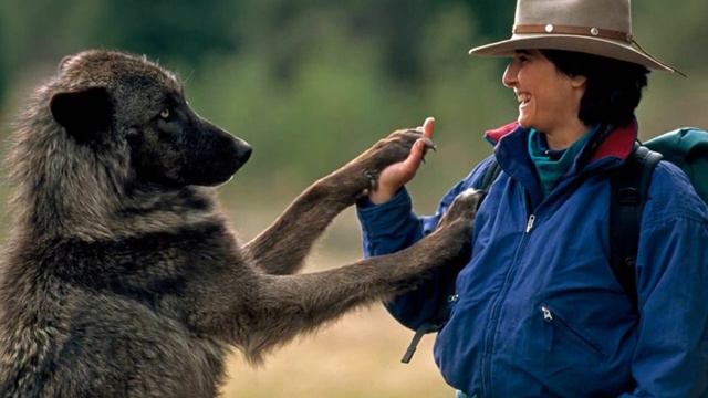 How a female wolf was saved by this man, and years later their paths crossed again… смотреть онлайн