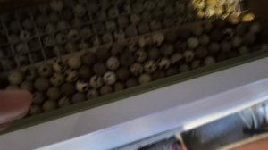 Новый крутой способ инкубации перепелов! БЕЗ ВОДЫ... Вывод 100%