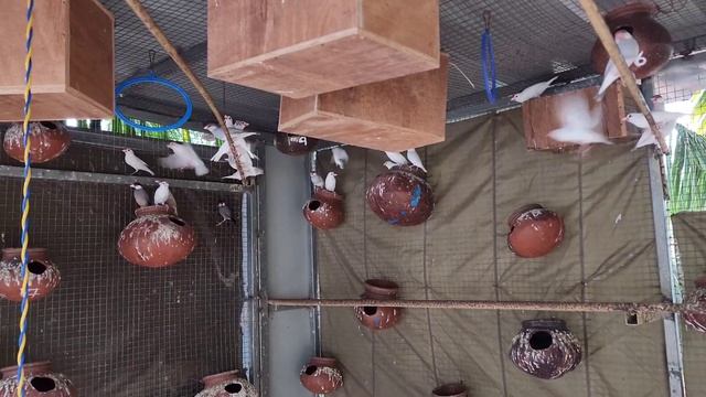 Java cage setup and result смотреть онлайн