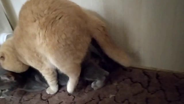 Вязка Шотландського кота#коты#кошкиналюбовь#cat#scottishcat#scotish#scottishfold#love# смотреть онлайн