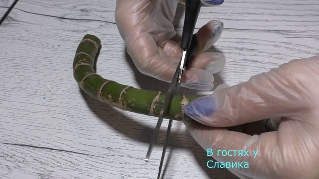 Диффенбахия. Эффективные Способы Размножения в Домашних Условиях. смотреть онлайн