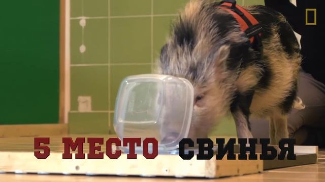 топ 10 самых умных животных нашей планеты смотреть онлайн