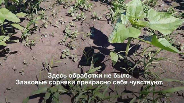 Противозлаковая обработка подсолнечника, Самара смотреть онлайн