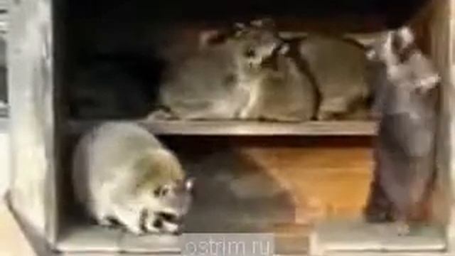 Еноты исполняют странные танцы. смотреть онлайн