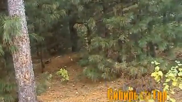 Отдых на озере Светлом - г.Тобольск смотреть онлайн