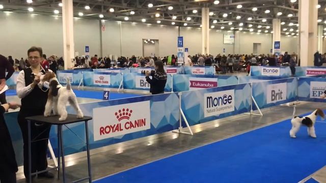 Фокстерьер жесткошерстный. Ринг. смотреть онлайн