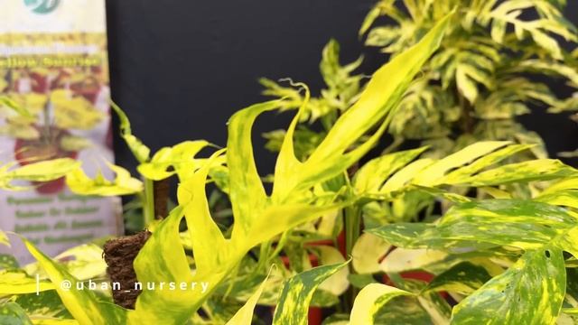 Think Aroid Market is DONE? TONS of NEW and Gorgeous Varieties at FLOII Plant Show - Indonesia ?? смотреть онлайн