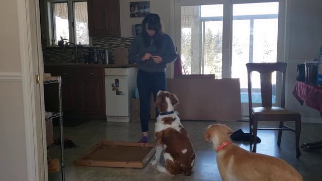 Chester and Naya box game homework week 1 смотреть онлайн