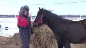 Как приучать жеребёнка к "вкусняшкам"