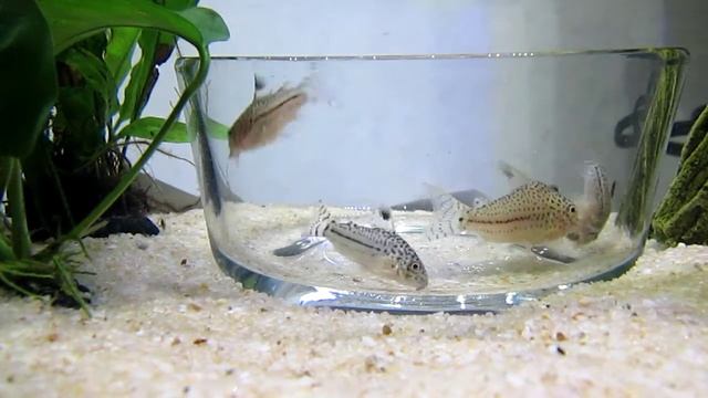 False julii cories (corydoras trilineatus) eating смотреть онлайн