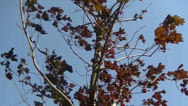 "Выбери дерево для Крещатика"- видео обзор высаженных на Крещатике деревьев смотреть онлайн