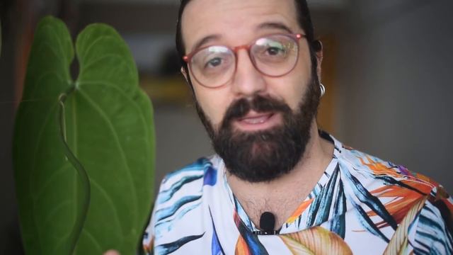 ANTÚRIO RAINHA - A Planta Mais REVERENCIADA Para Sua Urban Jungle -Anthurium Warocqueanum