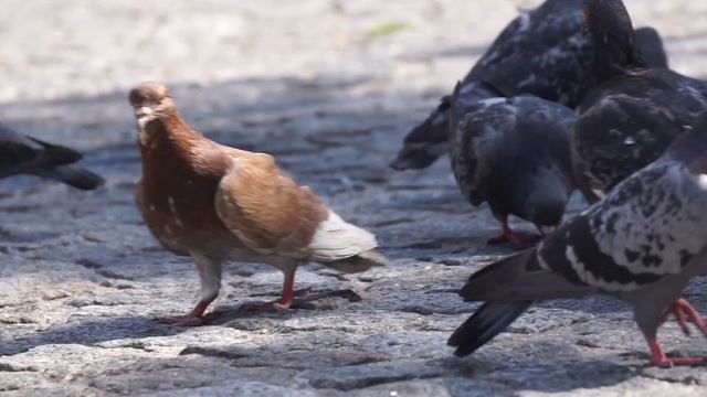 ИНТЕРЕСНЫЕ ФАКТЫ О ГОЛУБЯХ смотреть онлайн