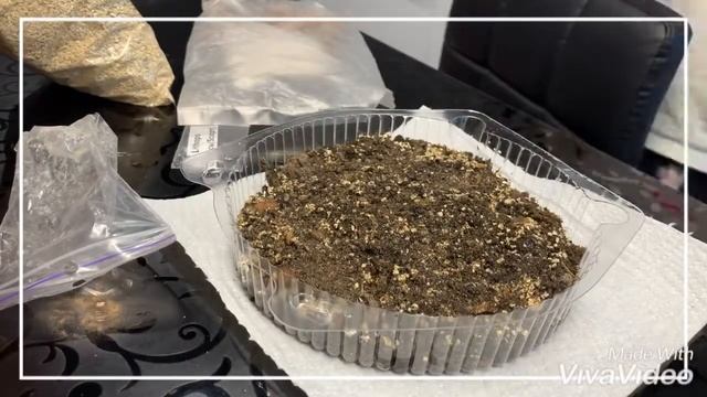 Литопсы  ! Как посадить семена литопсов  дома