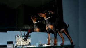 Пражский крысарик. Плюсы и минусы, Цена, Как выбрать, Факты, Уход, История