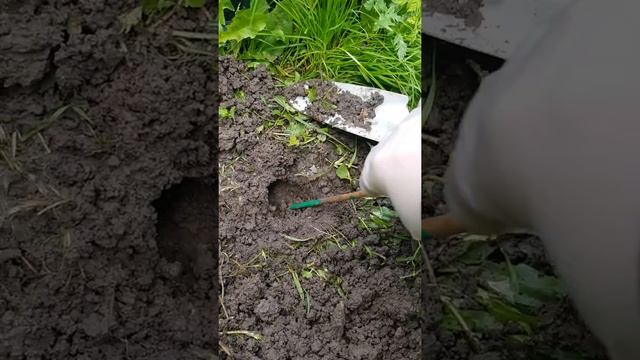 Таблетки Дакфосал -Борьба с крысами, кротами, мышами смотреть онлайн