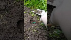 Таблетки Дакфосал -Борьба с крысами, кротами, мышами