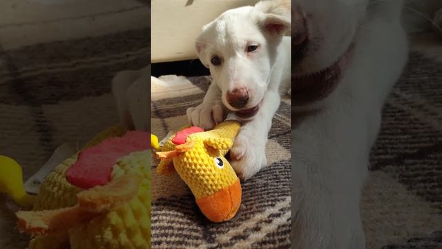 Любимая Жирафа смотреть онлайн