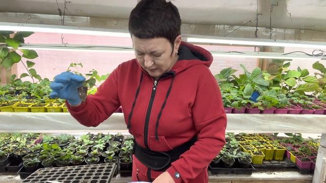 Черенкование голубики и ее перевалка. Черешковая гортензия. 09.10 смотреть онлайн