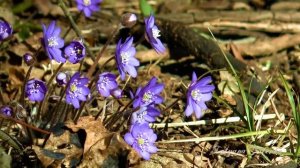 Весенняя капель Александр Кэтлин  Spring Drops Alexander Kathleen