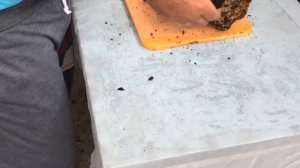 Как правильно очистить и разделать найденный березовый гриб чагу