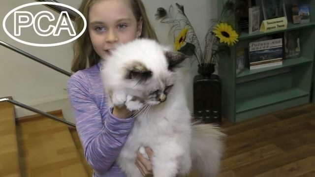 Кошка Священная бирма окраса торти-пойнт GERTRUDA BELYE LAPKY смотреть онлайн