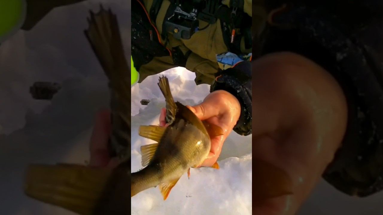 Окунь сорвался под наледь. Полное видео на канале #окунь #зимняярыбалка смотреть онлайн