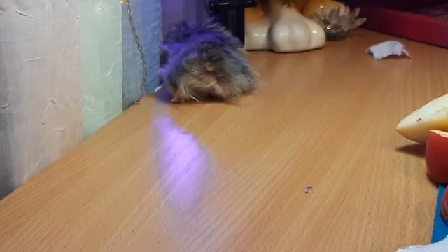 Введение. Ангорский хомяк смотреть онлайн