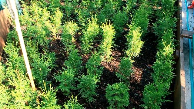 Туя западная колоновидная Колумна 4-х летка. Саженцы туи в питомнике "Хвойный дворик" - осень 2019 смотреть онлайн